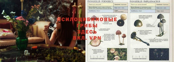 крисы Кодинск